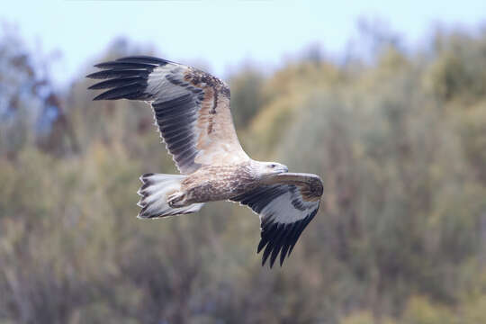 Image of White-bellied Sea Eagle