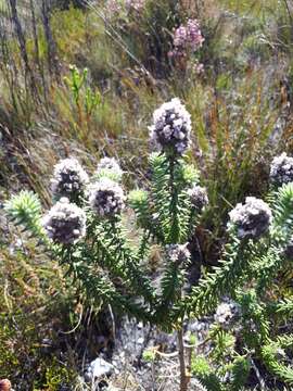 صورة Kogelbergia verticillata (Eckl. & Zeyh.) J. P Rourke