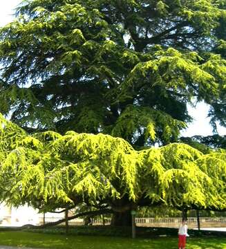 Image of Cedar of Lebanon