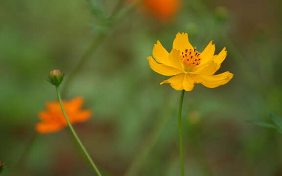 Image of sulphur cosmos