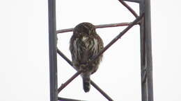 صورة Glaucidium bolivianum König & C 1991