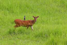 Image of Barking Deer