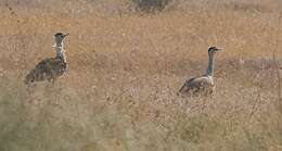 Image of Great Indian Bustard