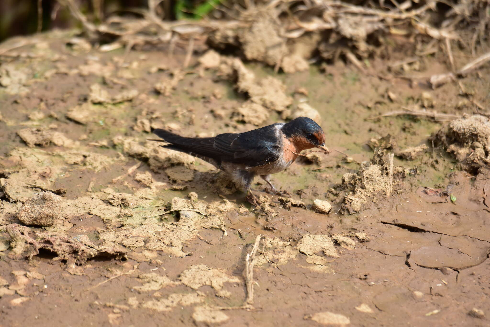 Image of Hill Swallow