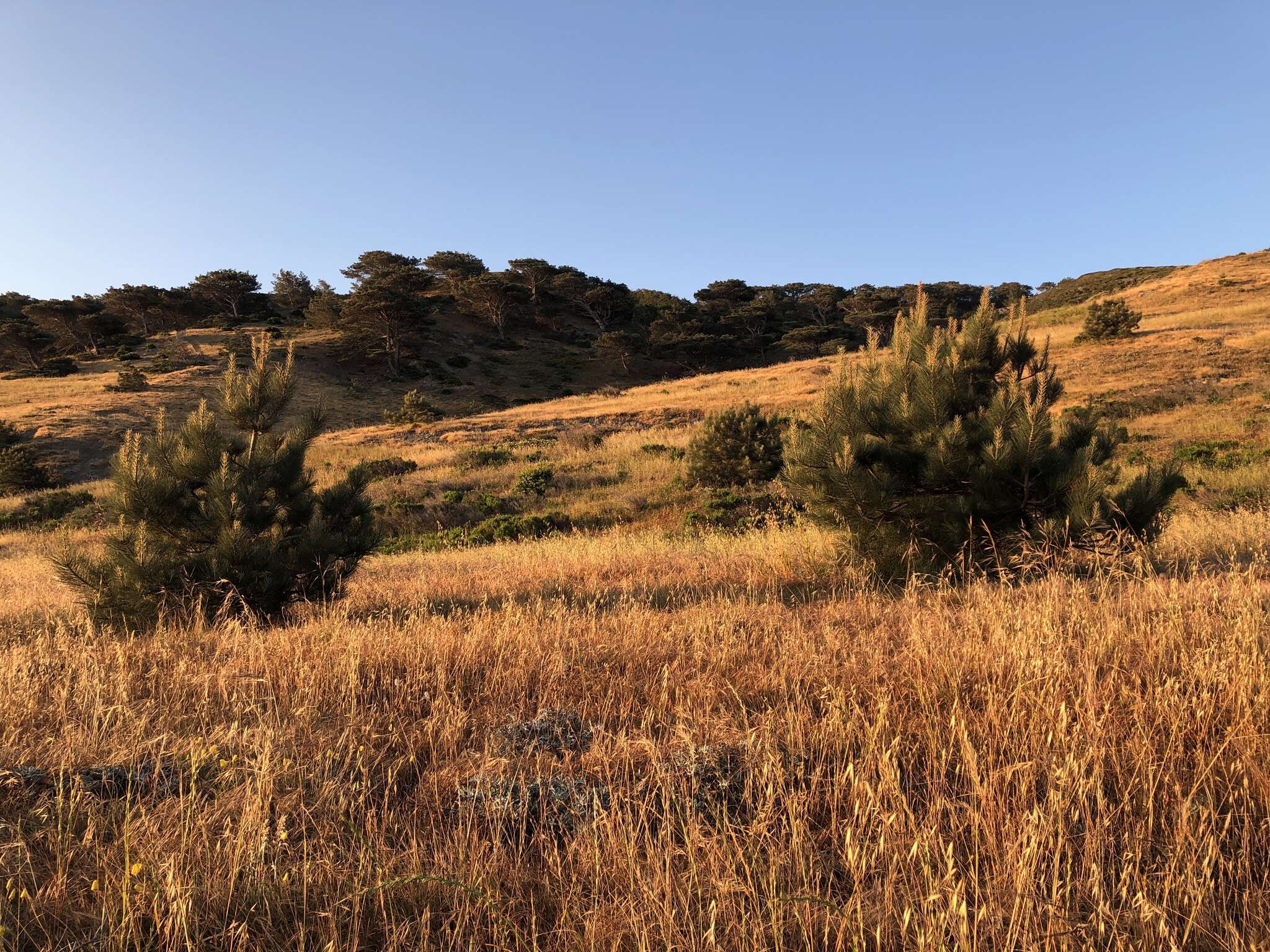 Image of Santa Cruz Island Torrey pine