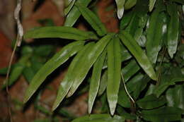 Image of Lygodium lanceolatum Desv.