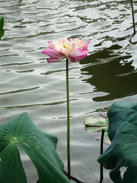 Image of sacred lotus