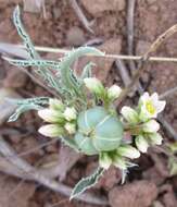 Imagem de Jatropha erythropoda Pax & K. Hoffm.