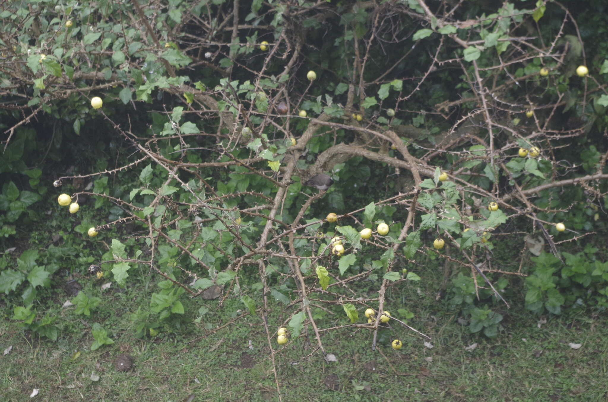 Plancia ëd Solanum aculeastrum Dun.