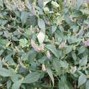 Image of crested latesummer mint