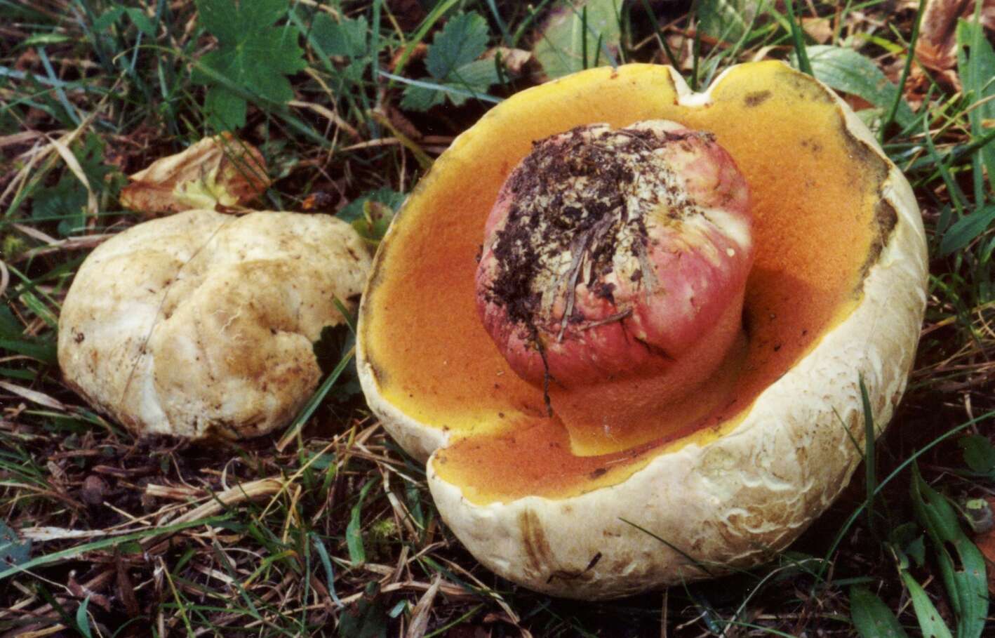 Image of Devil's bolete