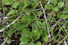 Image of Sickle-Leaf Rush