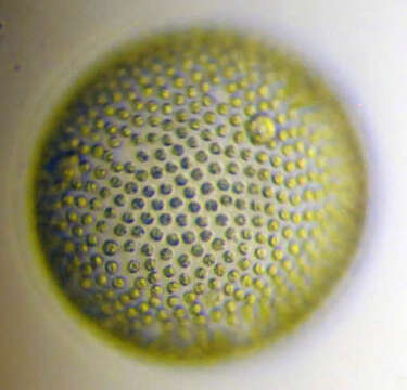 Image of Globe Algae