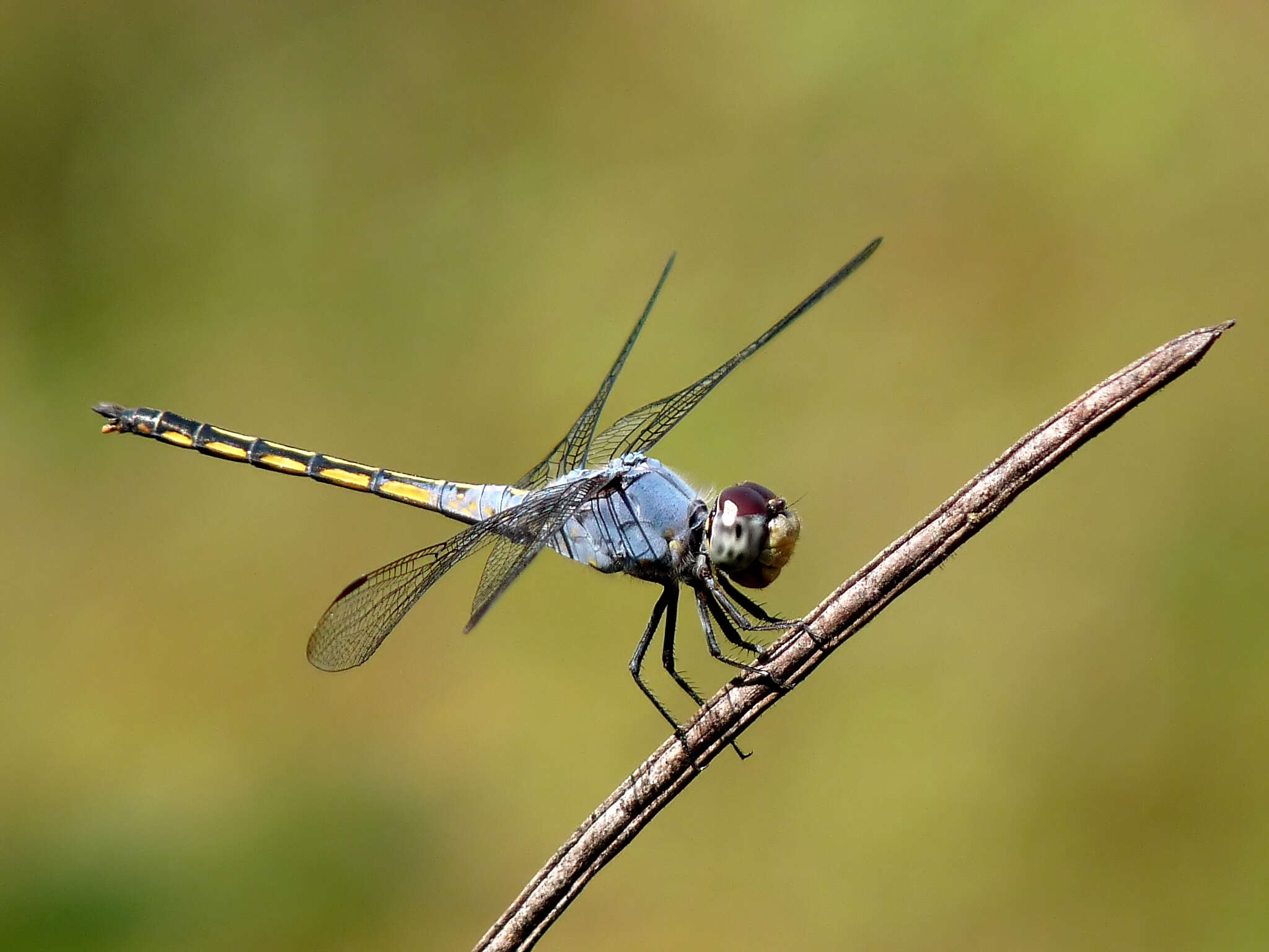 Image of Blue Chaser