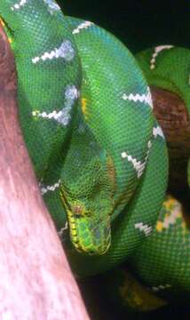 Image of Emerald Tree Boa