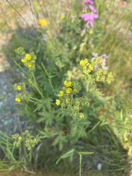 Image of Coastal Cinquefoil