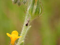 Image de Craspedolepta pulchella (Crawford 1911)