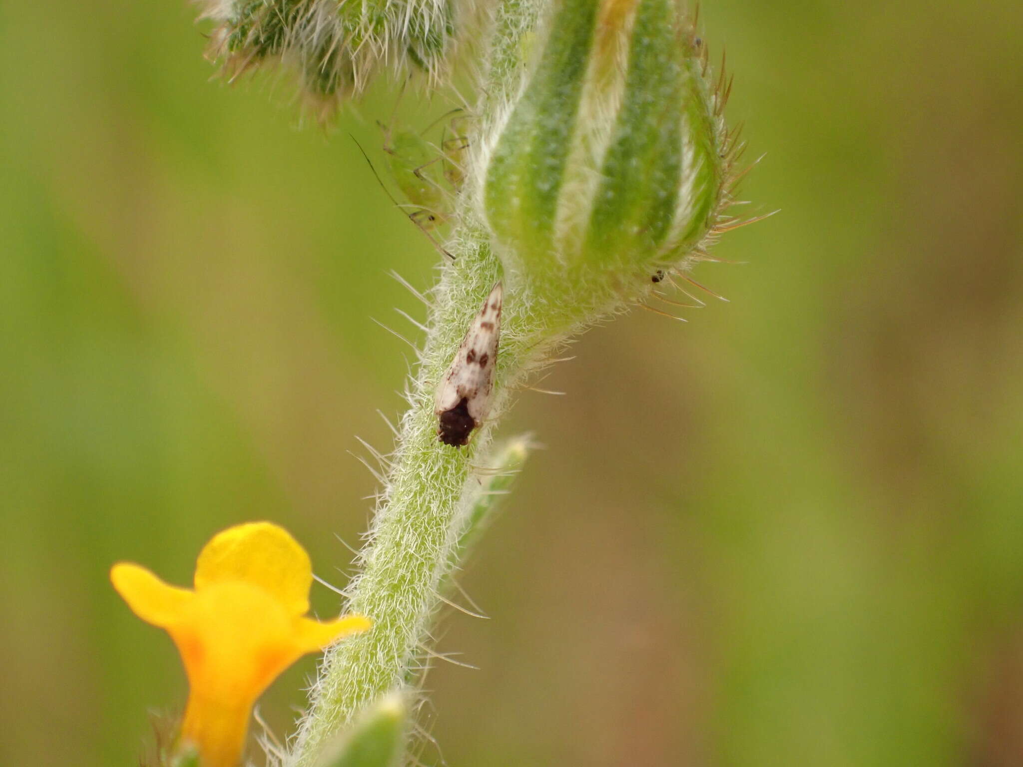 Image de Craspedolepta pulchella (Crawford 1911)