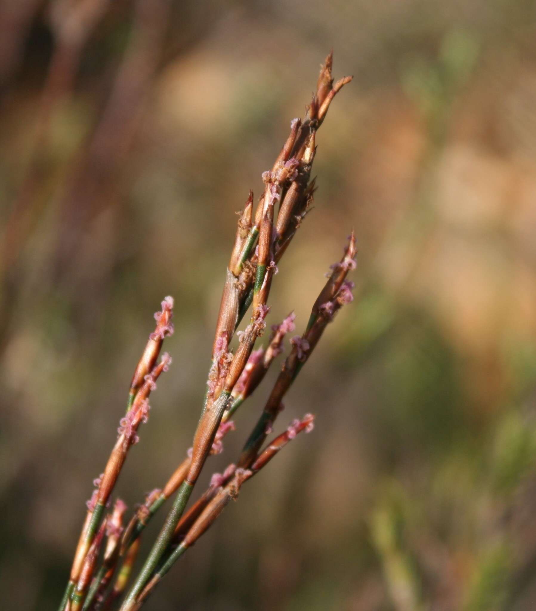 Image of Restio vimineus Rottb.