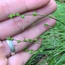 Image of Appalachian sedge