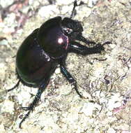 Image of Trypocopris pyrenaeus (Charpentier 1825)