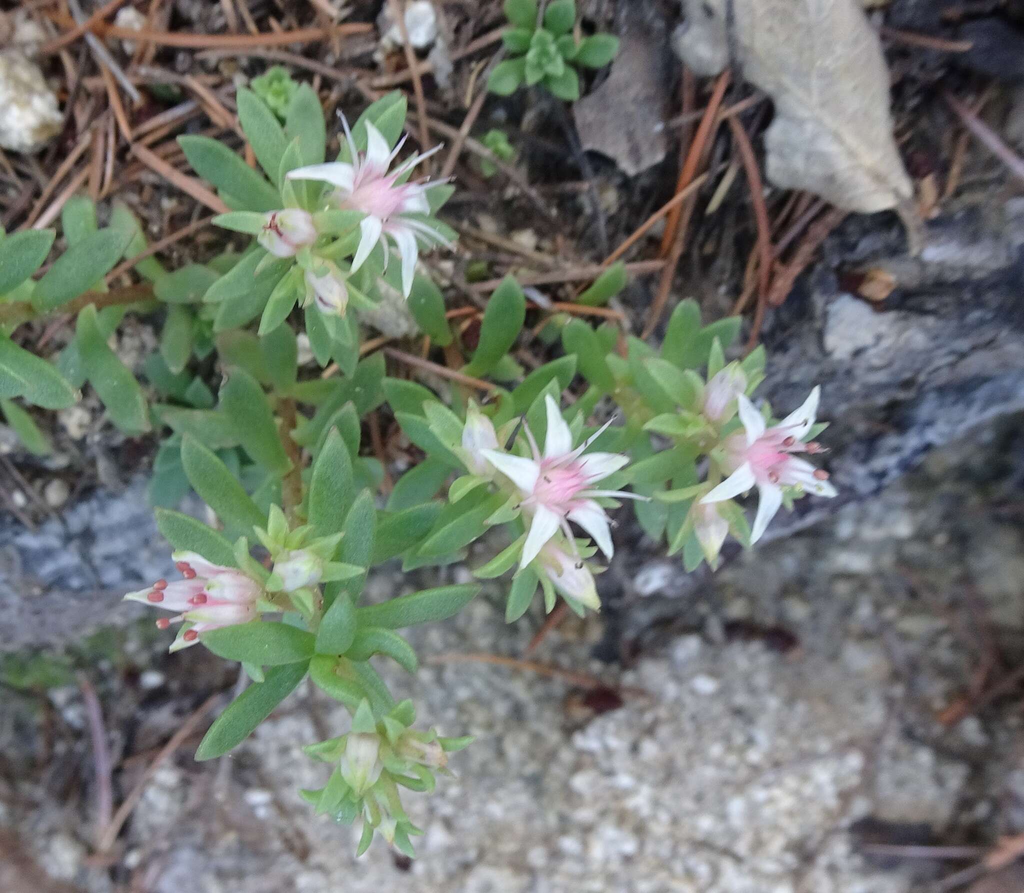 Image of Cockerell's stonecrop