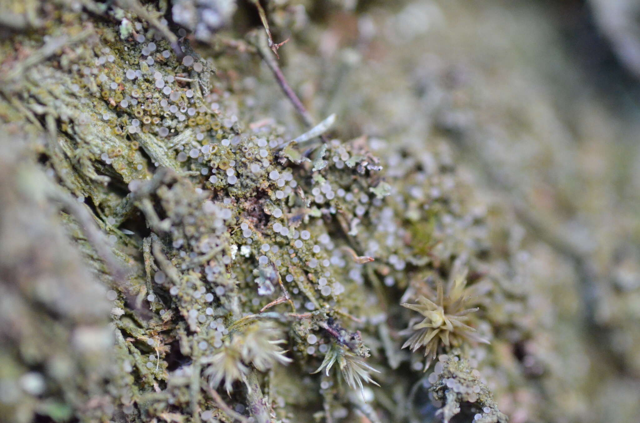 Image of dimerella lichen