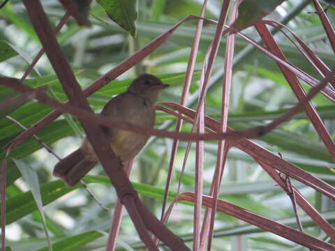 Image of Little Greenbul