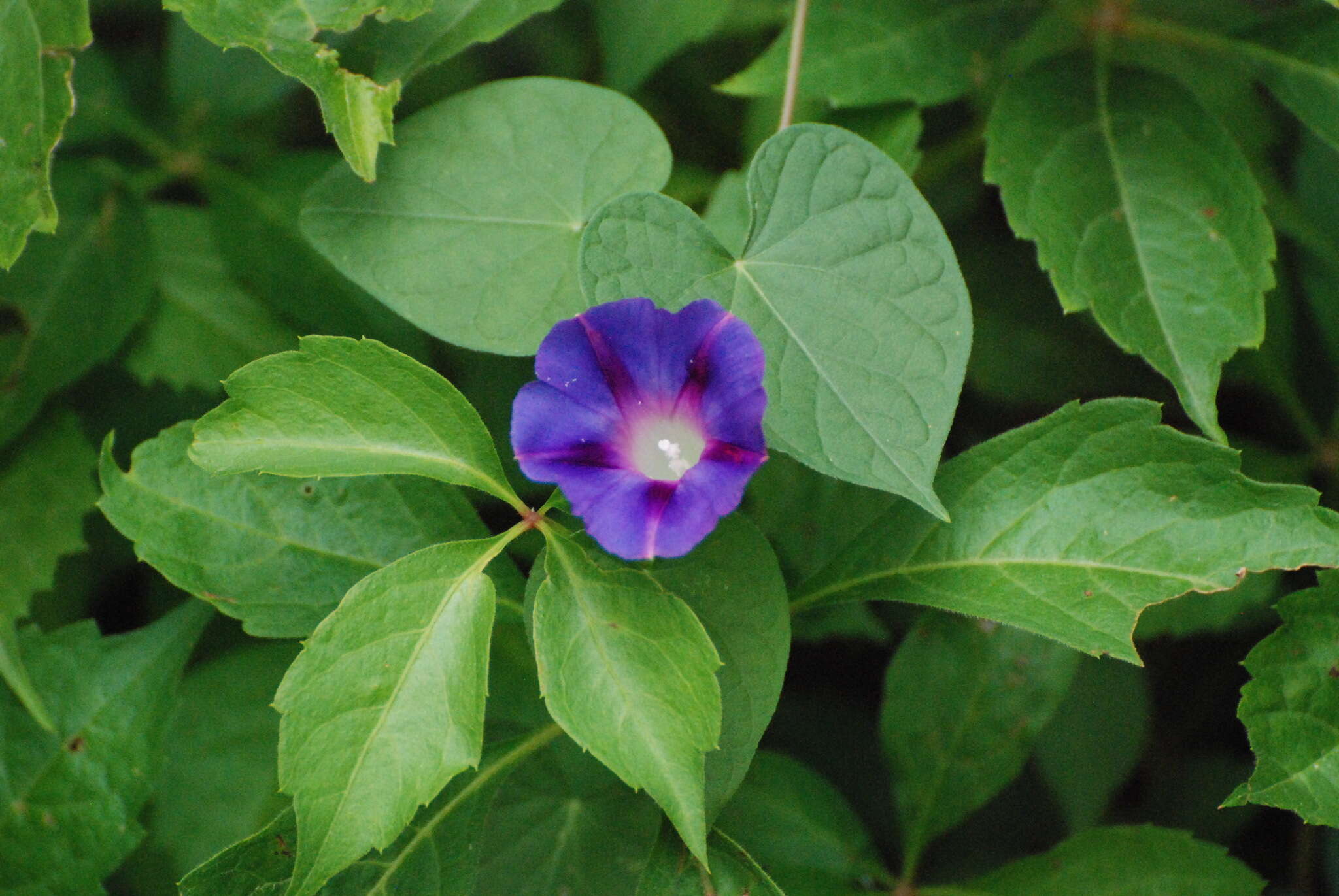 Image of tall morning-glory