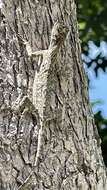 Image of Asian Gliding Lizard