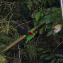 Image of Orange-cheeked Parrot