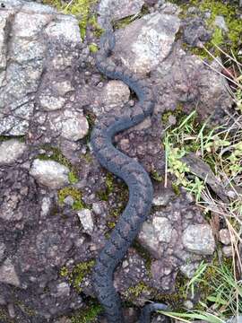 Image of Cross-banded Mountain Rattlesnake