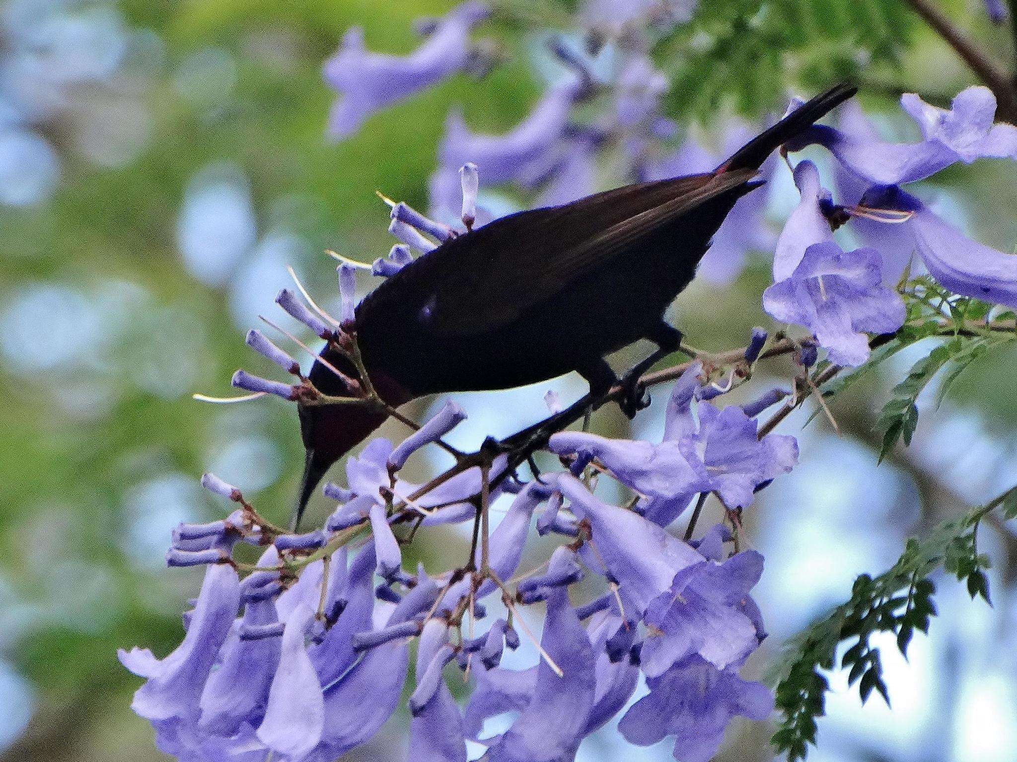 Image of Chalcomitra amethystina amethystina (Shaw 1812)