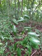 Image of Agonandra racemosa (DC.) Standl.