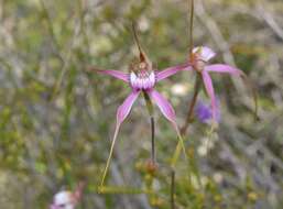 Image of Caladenia startiorum Hopper & A. P. Br.