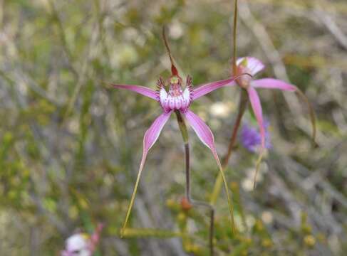 Image of Caladenia startiorum Hopper & A. P. Br.