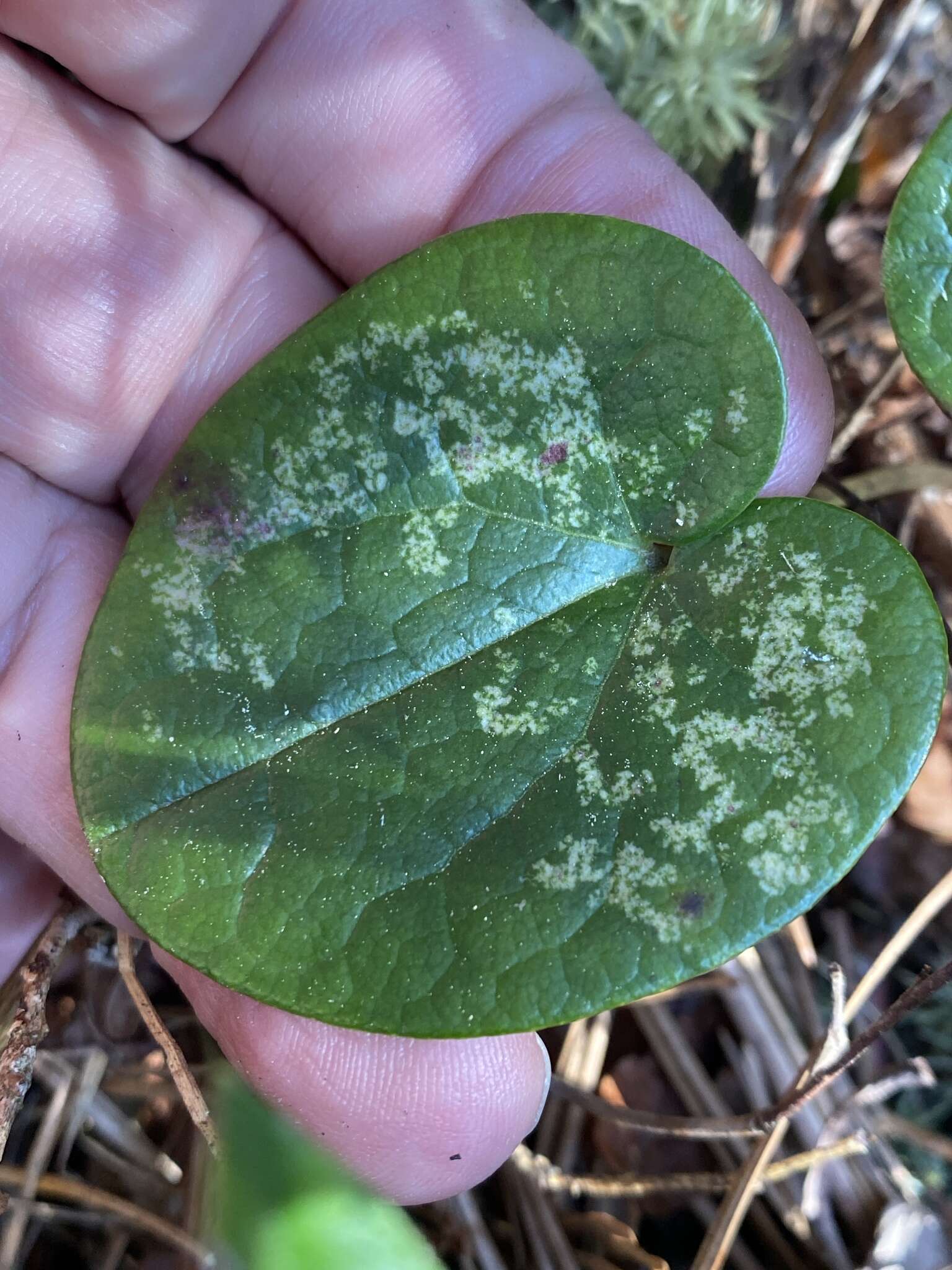 Image of North Fork heartleaf