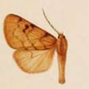 صورة Palaeomolis garleppi Rothschild 1910