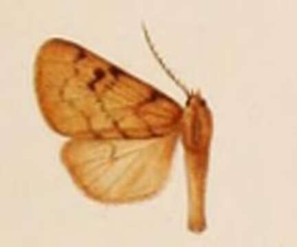 Image of Palaeomolis garleppi Rothschild 1910