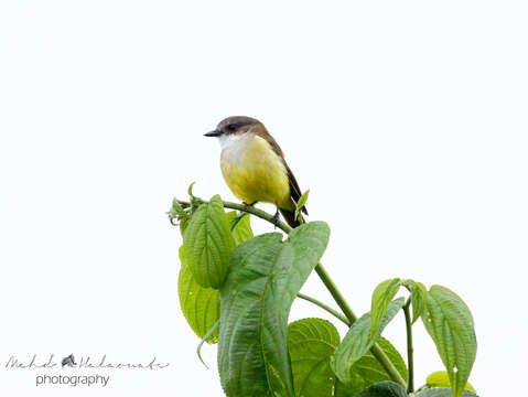 صورة Pachycephala meyeri Salvadori 1890