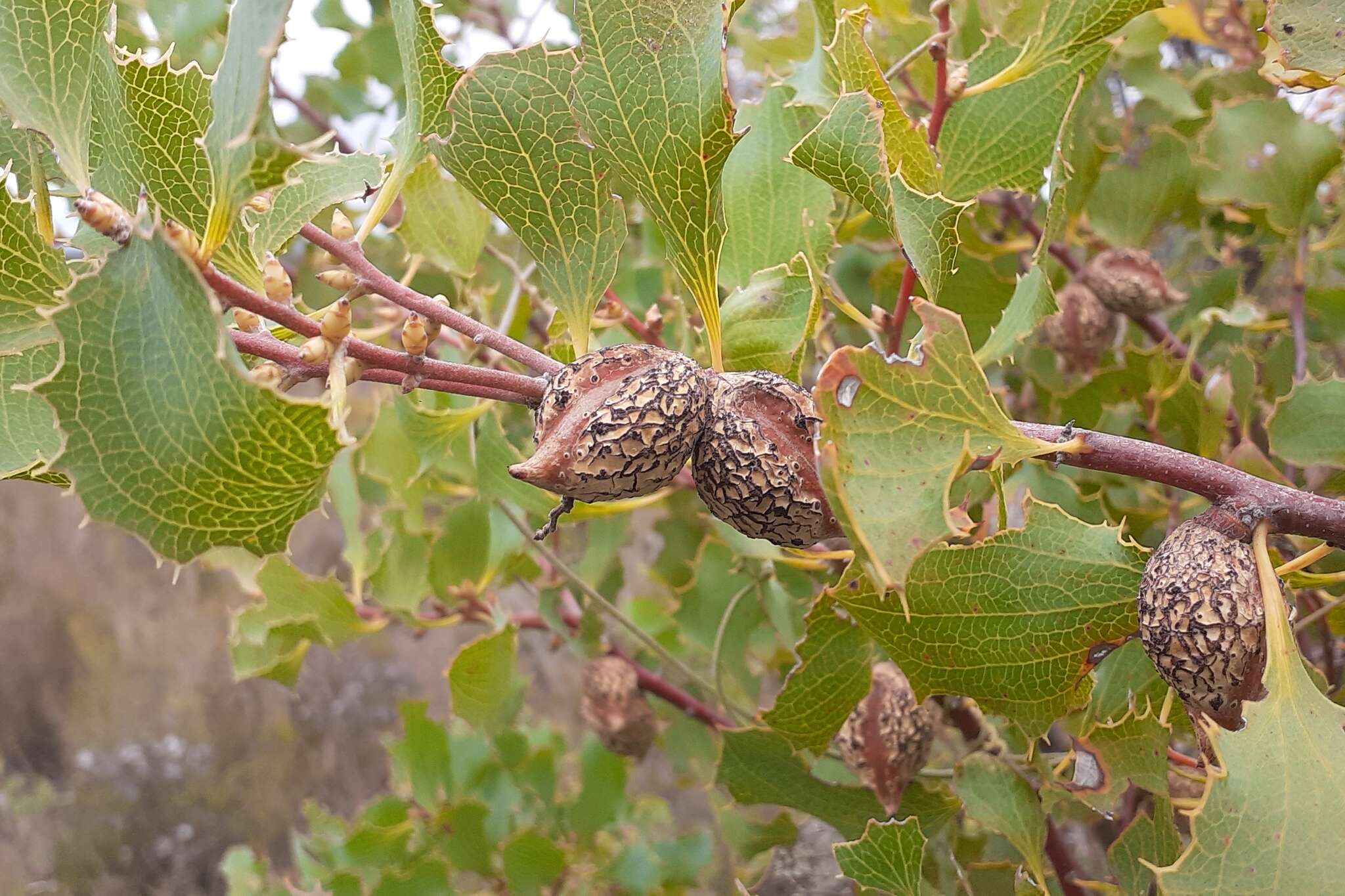 Image of Hakea undulata R. Br.