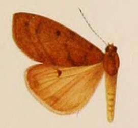 Image of Teracotona jacksoni Rothschild 1910