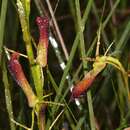 Image of Large tongue orchid