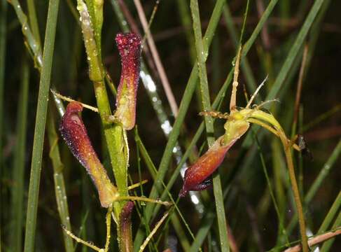 Image of Large tongue orchid