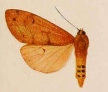 Image of Teracotona jacksoni Rothschild 1910