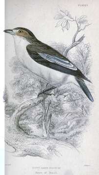 Image of Black-crowned Tityra