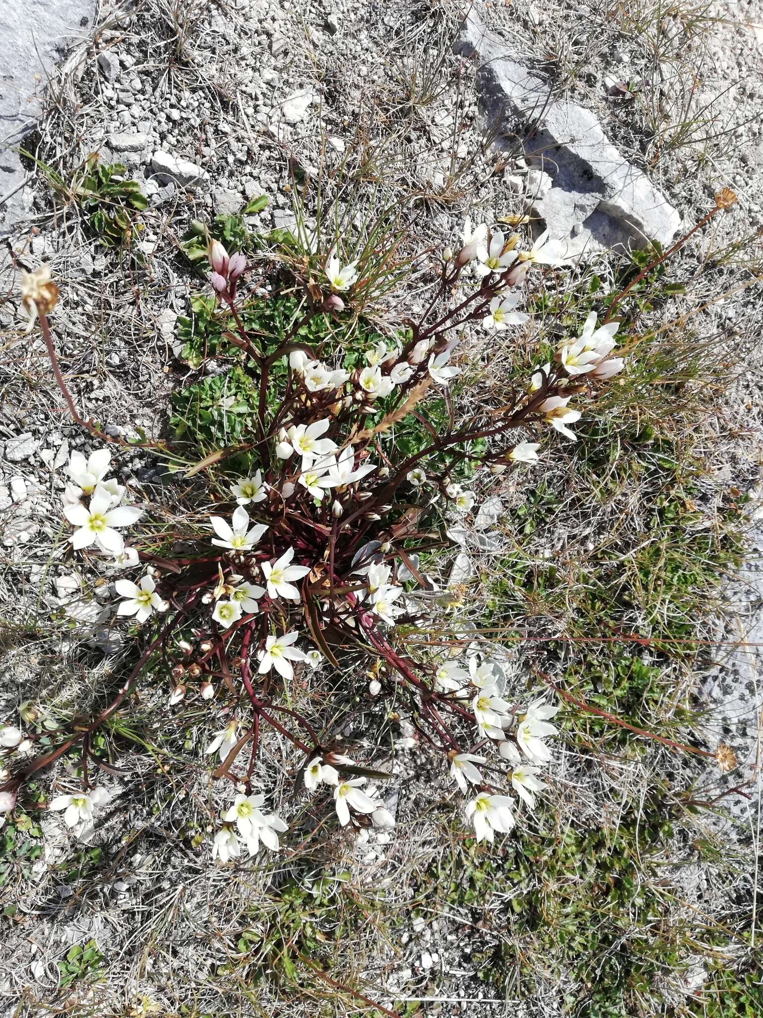 Image of Gentianella serotina (Cockayne) T. N. Ho & S. W. Liu