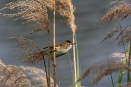 Image of Eurasian Reed Warbler