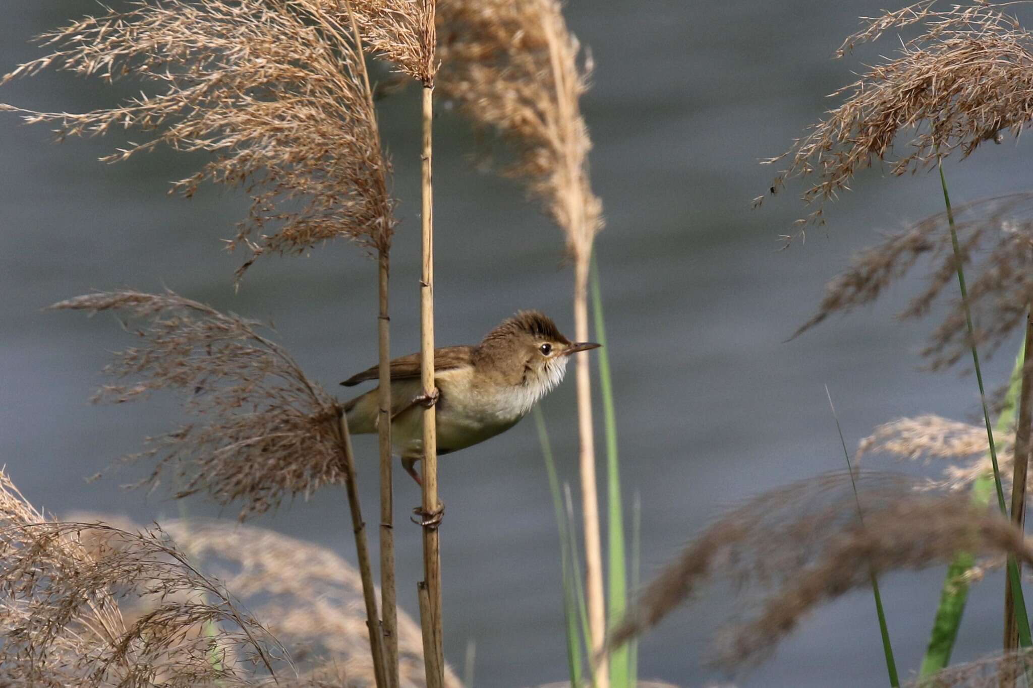 Image of Eurasian Reed Warbler