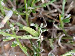 Image of Dampiera lanceolata A. Cunn. ex DC.